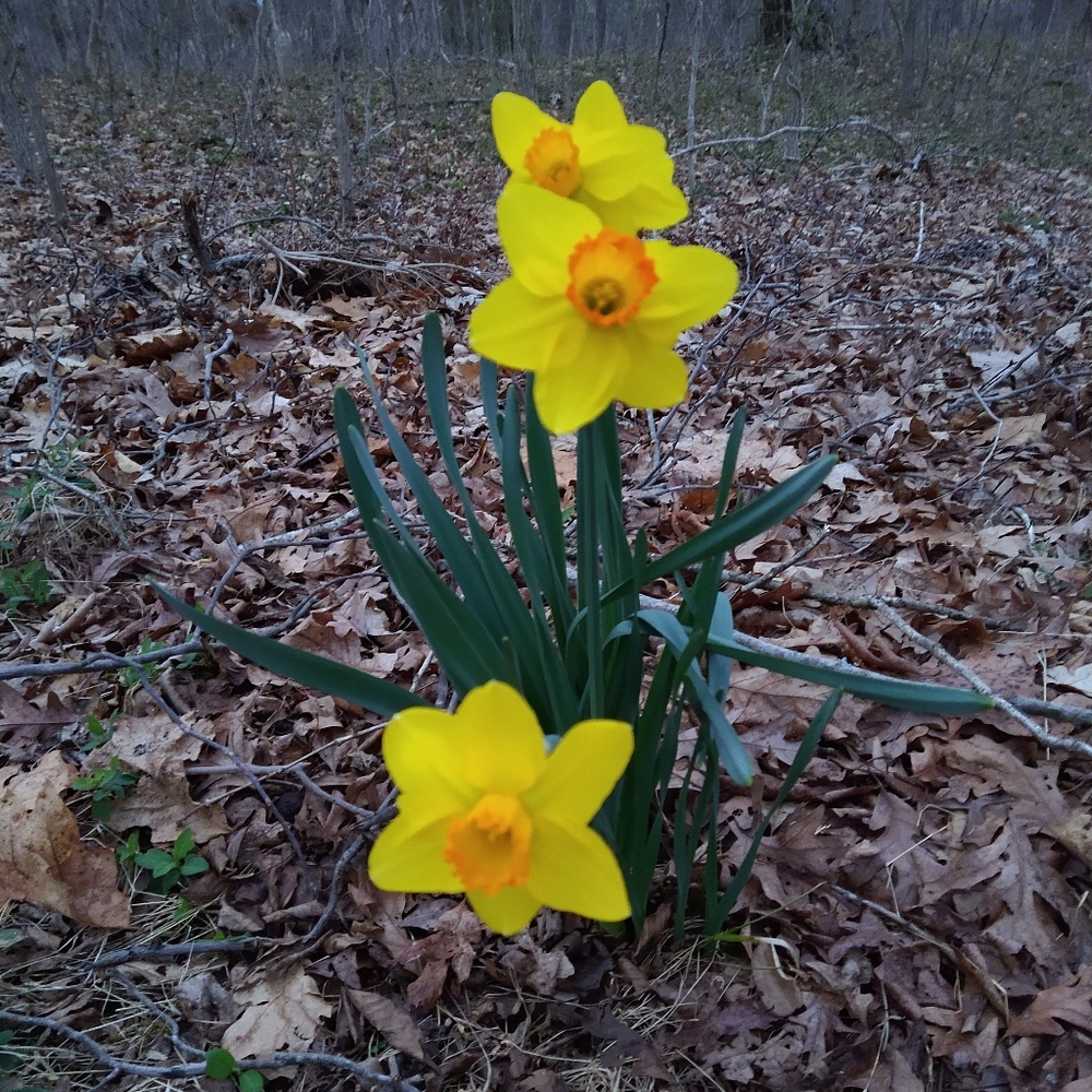 Meet your Posher, Janice